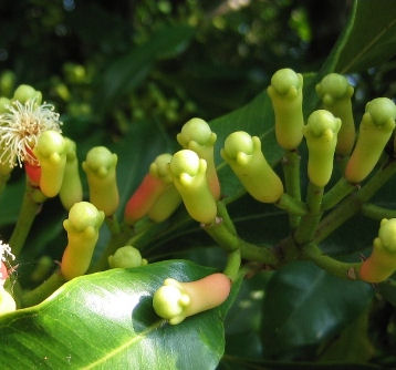 Clove Essential Oil